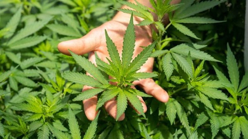 Cannabis, droga ou remédio?